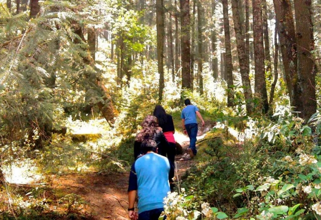  camminando nella foresta 